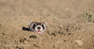 Jackery Reaffirms Commitment to Earth Protection, Looks to Continue Partnership with WWF in 2024