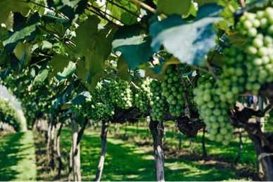 More flexible and sustainable energy solutions for viticulture practices