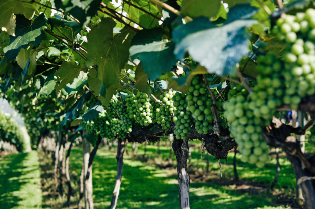 More flexible and sustainable energy solutions for viticulture practices