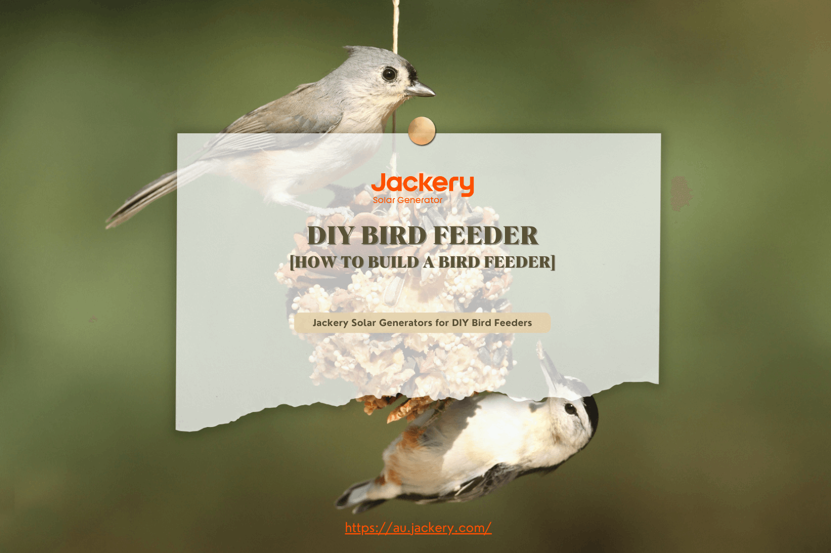 DIY Bird Feeder Guide: How to DIY A Bird Feeder
